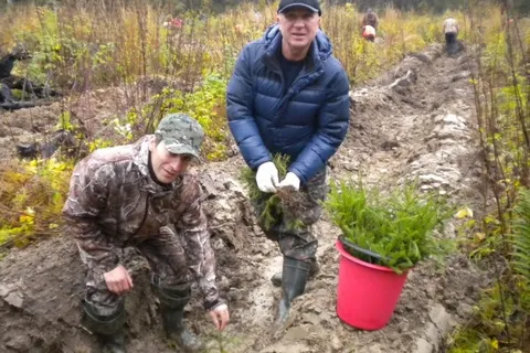 В Ярославской области посадили более 45 тысяч хвойных деревьев