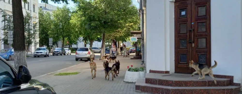 Ярославская область осталась без отлова бездомных животных