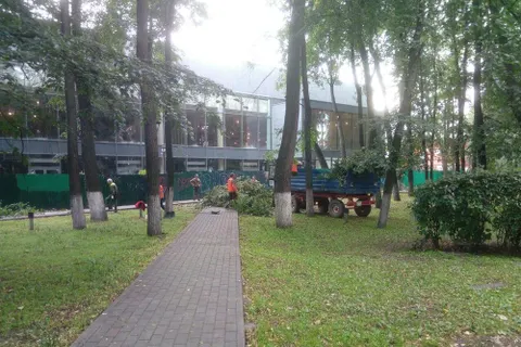 В Ярославле во Власьевском сквере опять обрезали липы