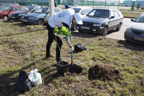 В Ярославле сажали каштаны и лиственницы