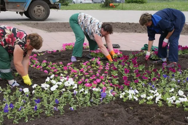 В  Ярославле   цветоводов-любителей познакомят с передовыми технологиями
