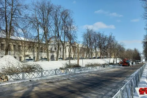 В Ярославле с болезнью деревьев решили бороться кардинально – вырубкой
