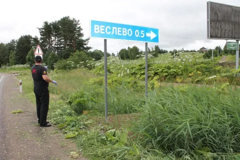 Ярославский детский омбудсмен продолжает бороться с борщевиком