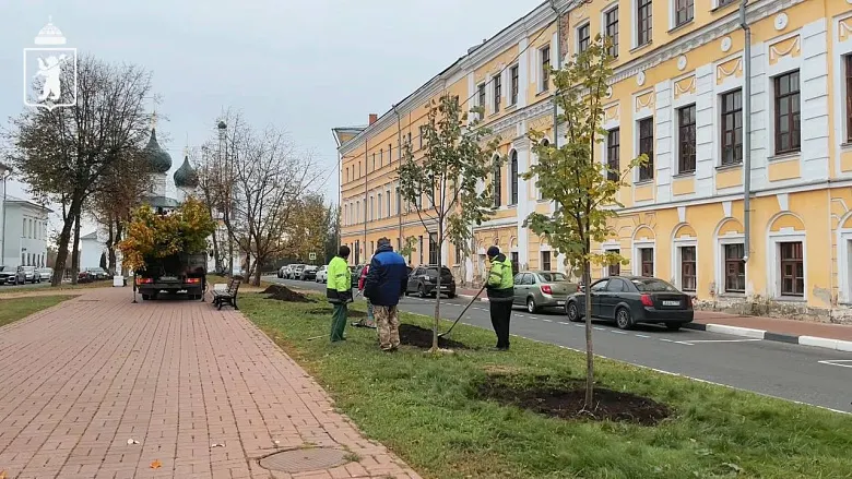 Власти объяснили, зачем Ярославль засаживают липами
