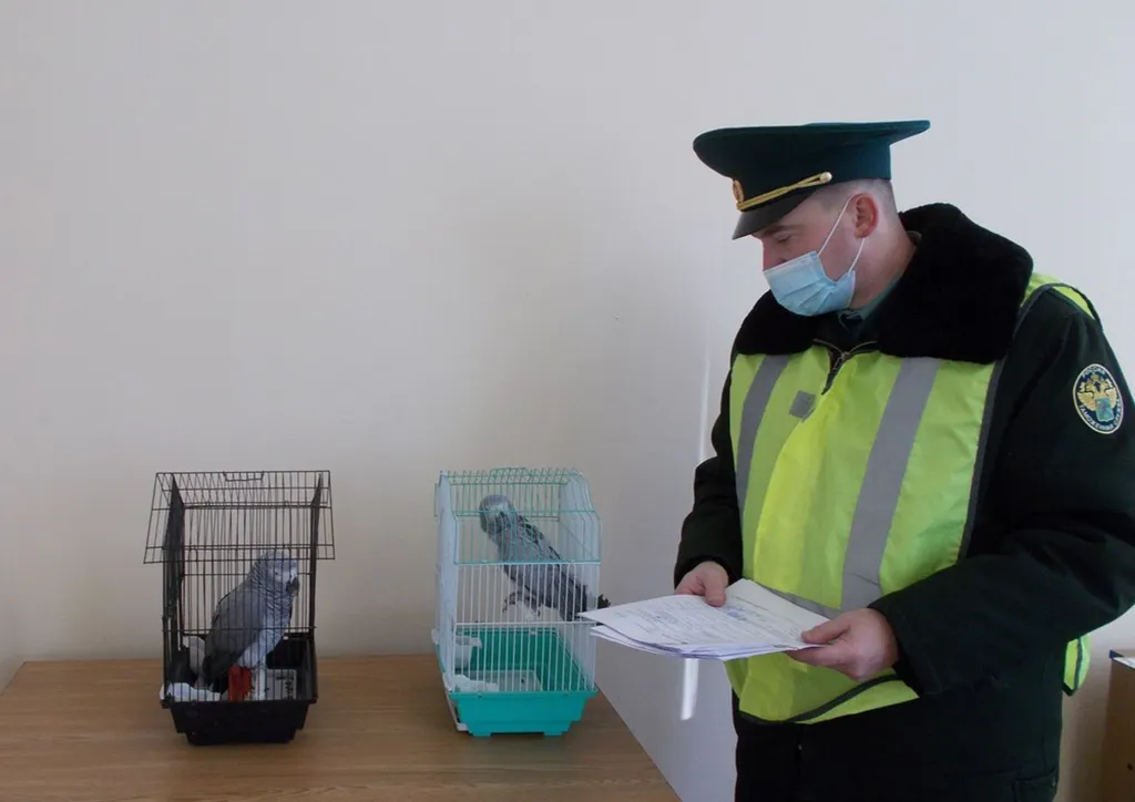 В Ярославль привезли редких попугаев из Анголы