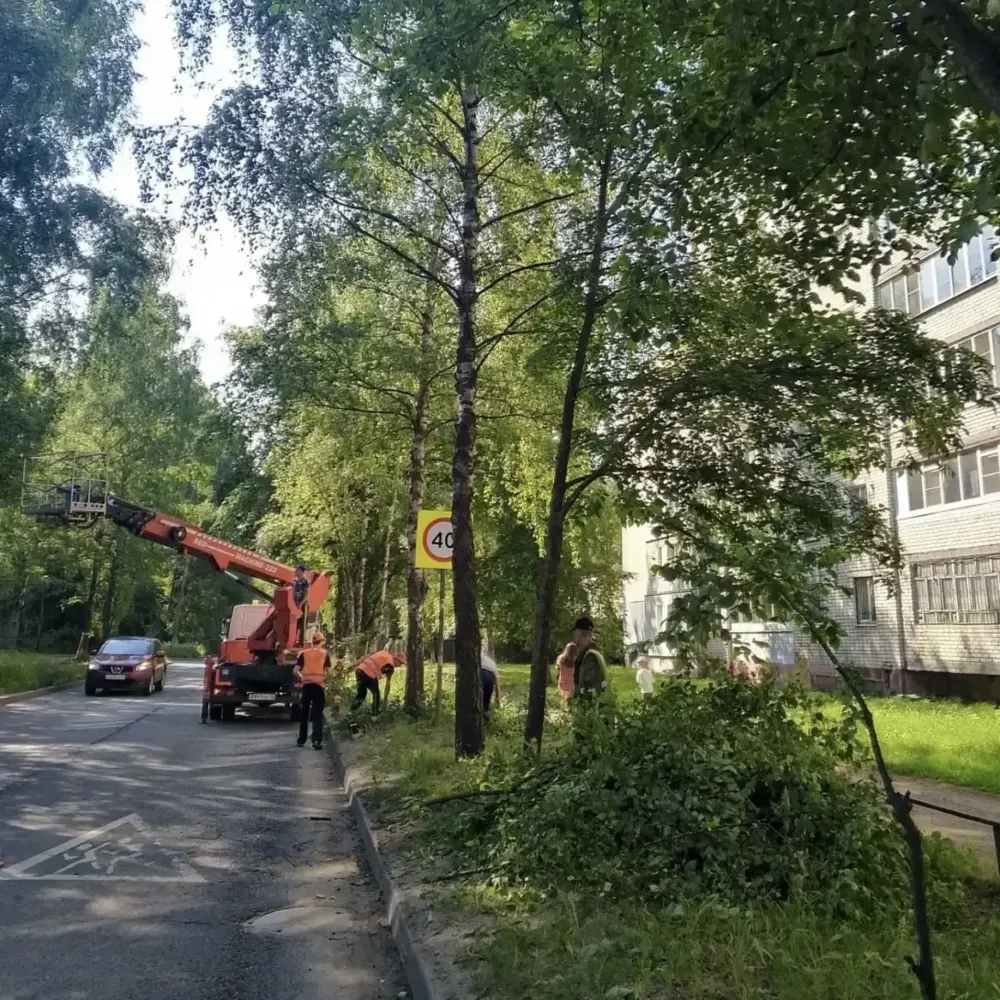 Мэр Ярославля дает 24 часа на спил аварийных деревьев