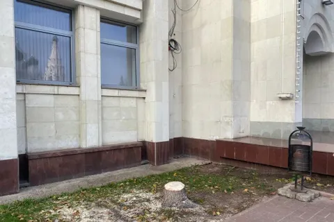 В Ярославле пилят ели возле здания областного правительства