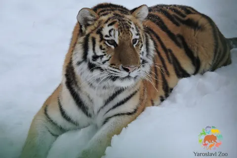 Амурская тигрица Яшма освоилась в Ярославском зоопарке