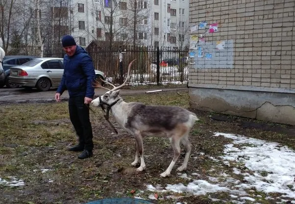 В Ярославле мужчина выгуливал на поводке северного оленя