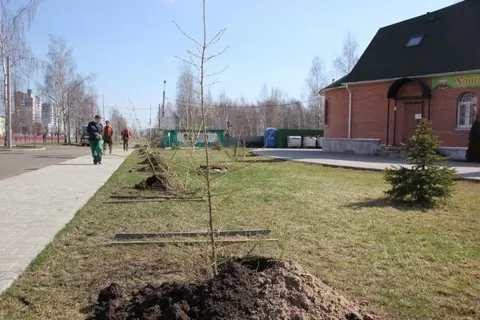 В Ярославле сажали каштаны и лиственницы