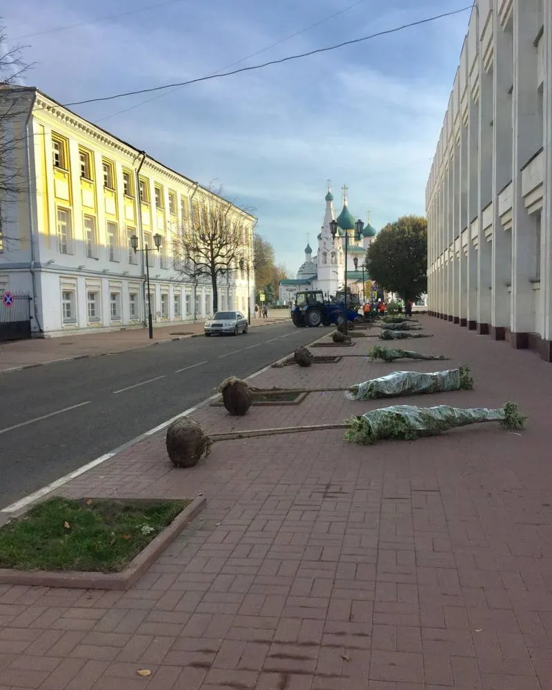 В Ярославле вместо погибших лип сажают клены