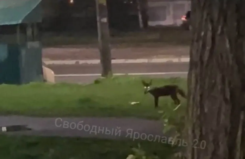 В Ярославле заметили лису