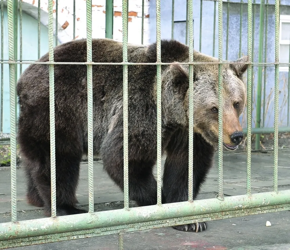 Символ Ярославля медведица Маша уходит на пенсию