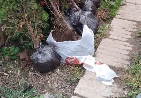 В Тутаеве похитителю туй грозит реальный срок