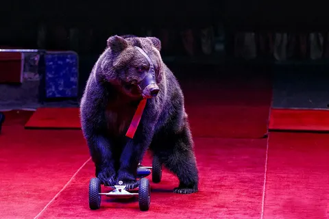 В ярославском цирке новая программа - «Звездный десант»