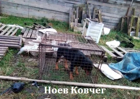 Приют для животных под Переславлем превратился в концлагерь?