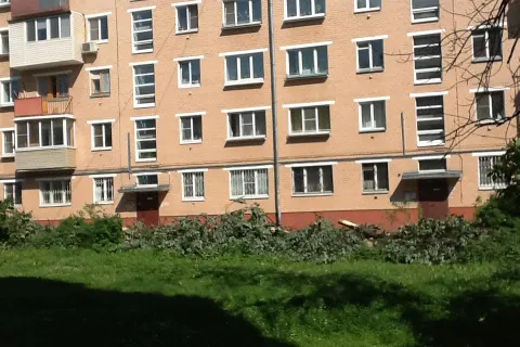 Во дворах Ярославля идет тотальная вырубка деревьев