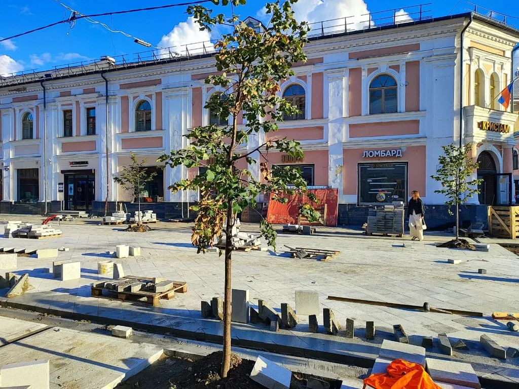 На улице Кирова начали высаживать новые деревья