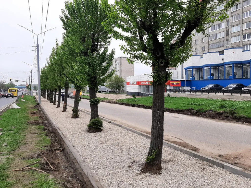 Ярославский краевед возмутился монтажом плитки вокруг тополей