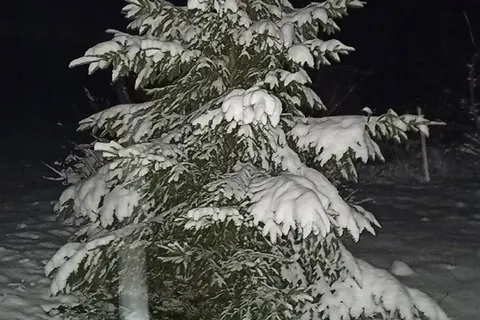 Ярославцы делятся фотографиями первого снега