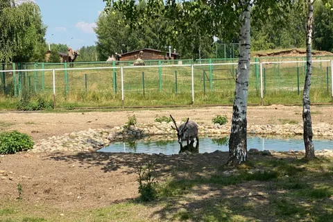 Ио мэра пригласил ярославцев в зоопарк