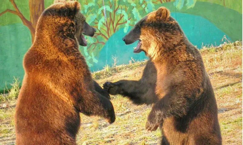 В Ярославском зоопарке вышли из спячки братья-медведи Топа и Умка