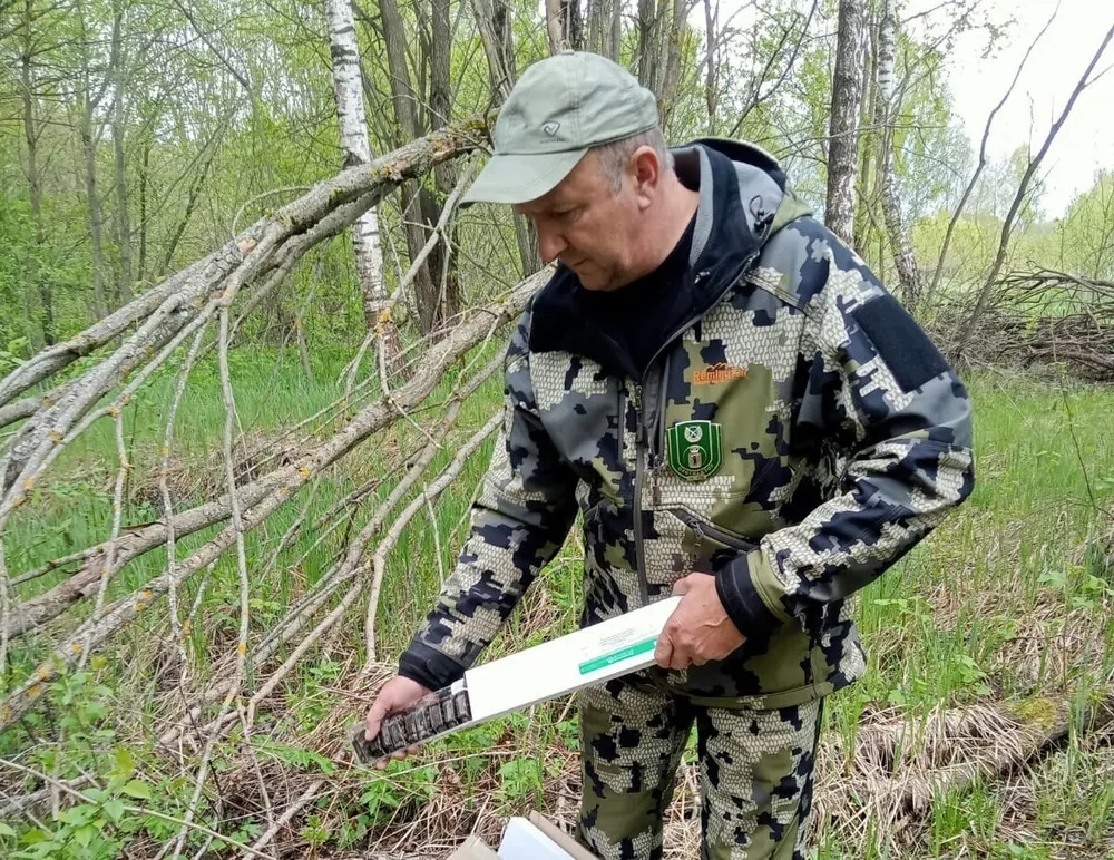 В ярославских лесах раскладывают съедобную вакцину от бешенства