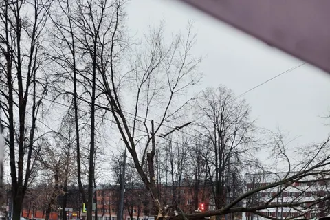 В Ярославле ураган повалил деревья: затруднено движение на проспекте Ленина