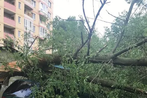 В Ярославле управляющая компания отказывается убрать дерево, упавшее на машину