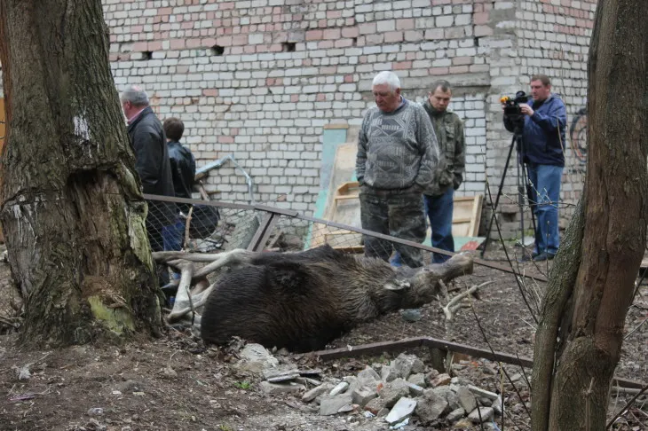 В Рыбинске дворник музыкальной школы обнаружил во дворе тело лося