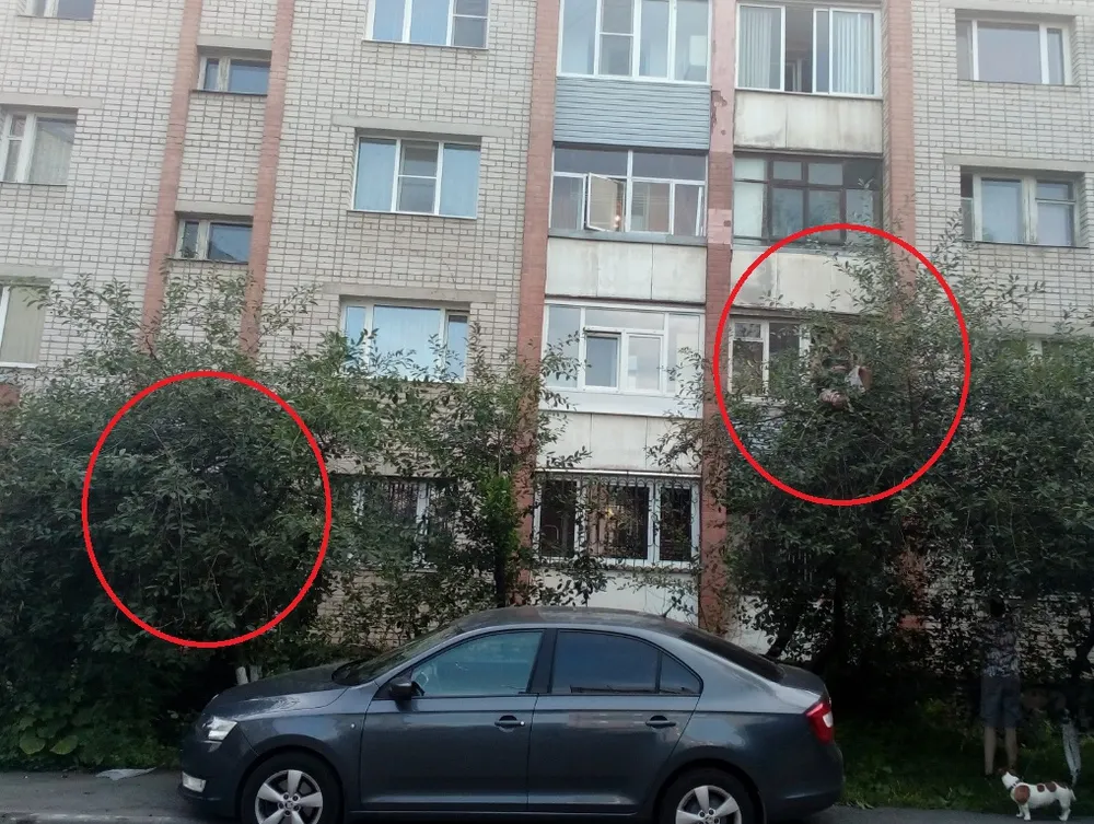 В центре Ярославля созрели вишни в саду у дяди Вани