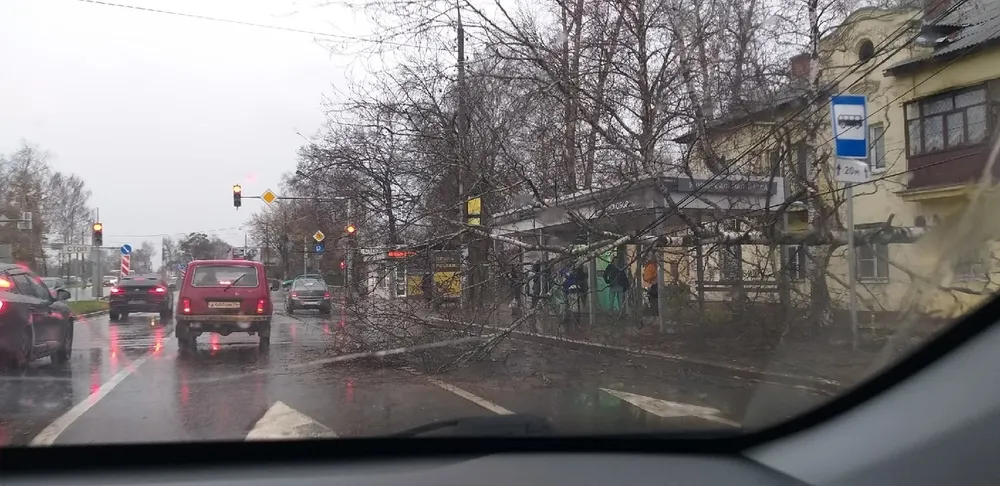 В Ярославле дерево упало на остановку общественного транспорта