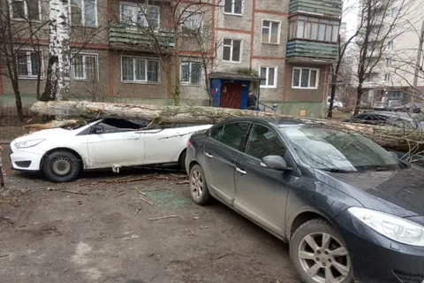 В Ярославле на припаркованные на газоне машины рухнуло дерево
