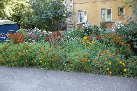 В конкурсе «Ярославль в цвету» приняли участие более тысячи энтузиастов