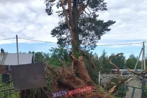 Кладбище под Ярославлем завалило деревьями