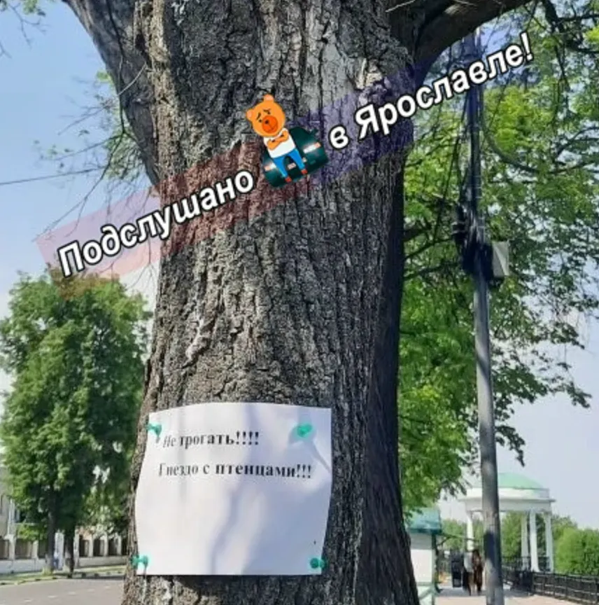 Ярославцы просят не рубить дерево на набережной из-за птенцов