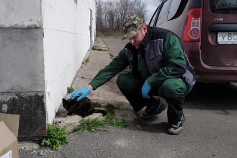 В Ярославской области два бездомных пса самостоятельно пришли на прививку