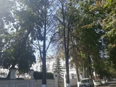 Ярославская набережная через пару лет: вместо лип – скелеты