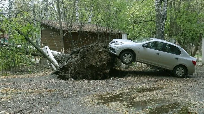 В Ярославле с последствиями урагана борется «Горзеленхозстрой»