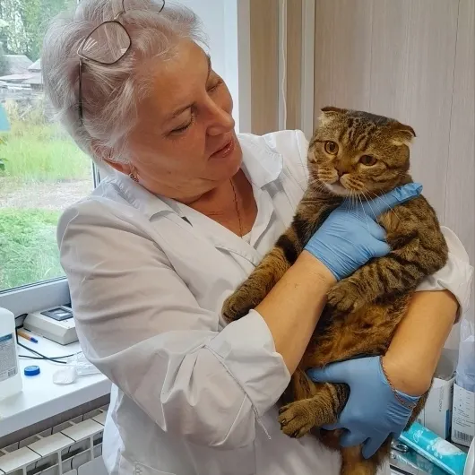 Ярославская ветслужба похвалила тутаевского кота