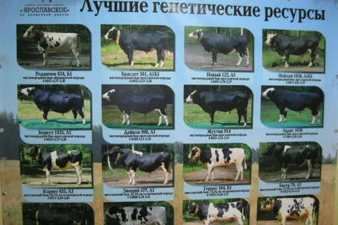 Племпредприятие «Ярославское» получило золотую медаль за развитие животноводства
