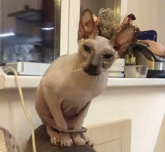 Зачем коты рвутся во власть в Ярославле?