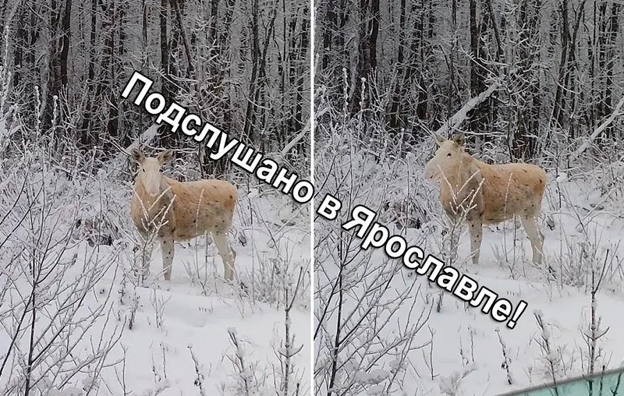 В Ярославской области заметили лося-альбиноса