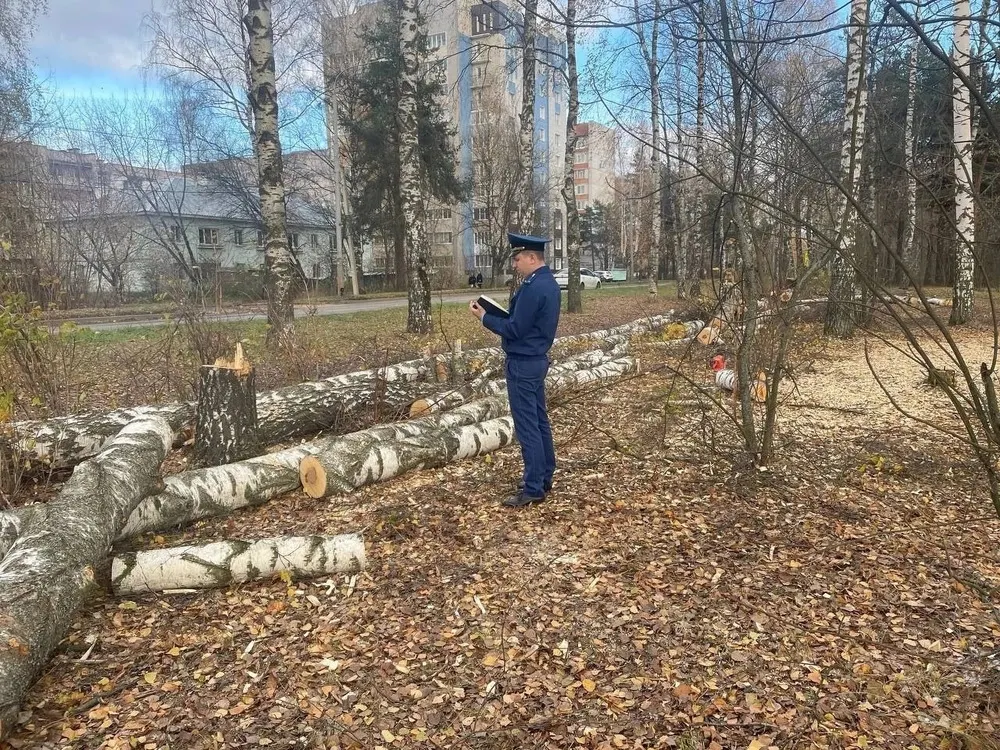 Прокуратура не нашла нарушений в вырубке берёзовой рощи в Ярославле