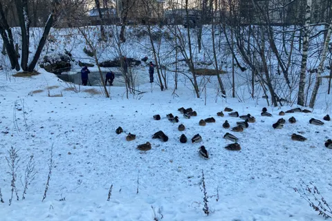 В Ярославле спасатели выручили уток из ледового плена