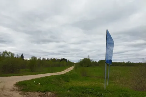 Жители Ярославской области возмущены вырубкой еловой рощи в Даниловском районе