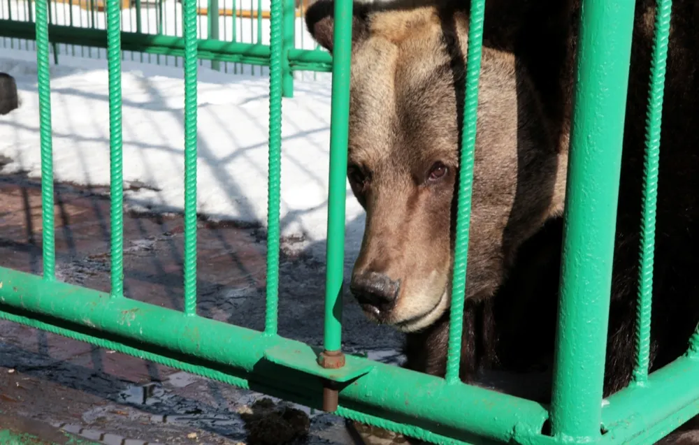 В Ярославле проснулась медведица Маша