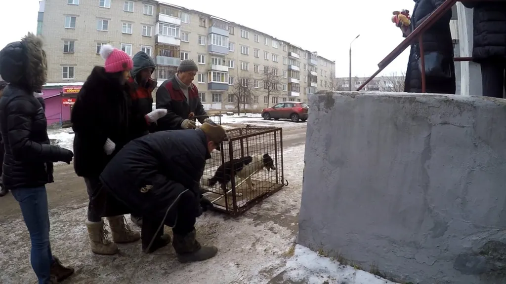 В Ярославле провели операцию по спасению собаки-узника: кадры