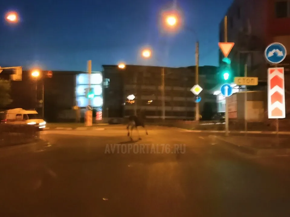 В центре Ярославля по дороге гулял лось