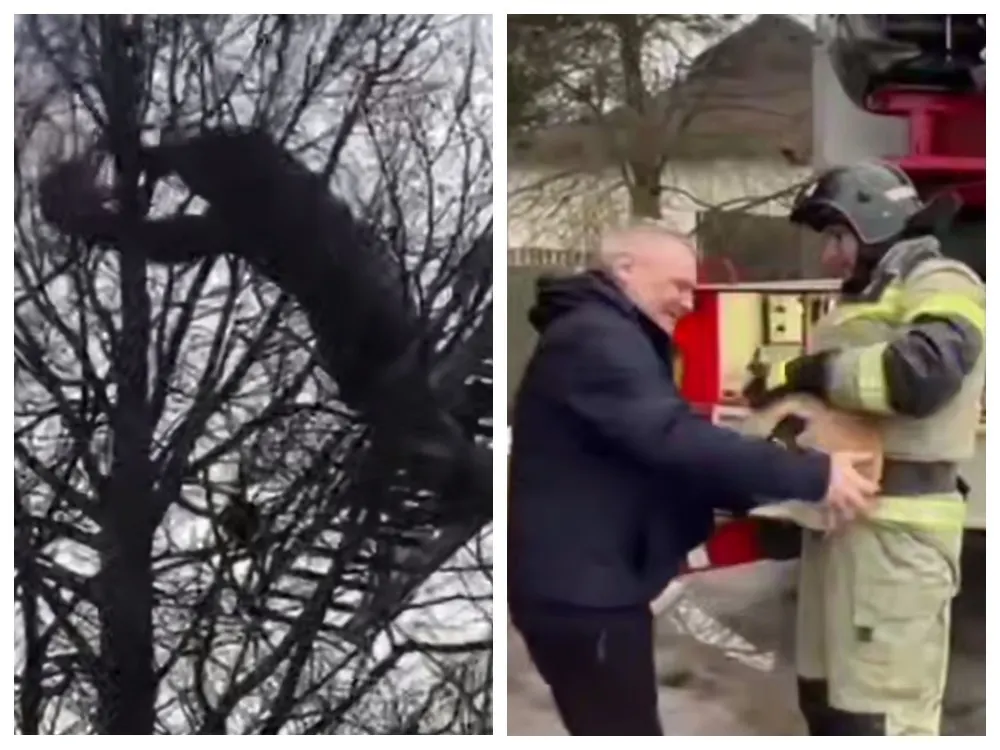 МЧС публикует видео спецоперации по спасению ярославского кота